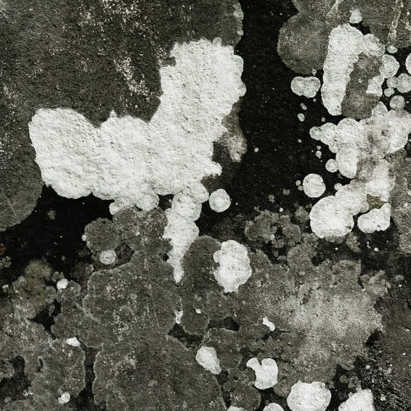 close-up-various-types-mold-nature (1)